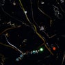 Rivulets