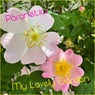 My Lovely Garden