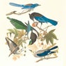 The Conference of the Birds