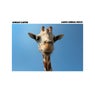 Large Animal Disco