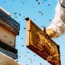 Bee Man