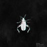Black Beetle EP
