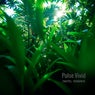 Pulse Vivid