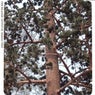 BONZAI TREE