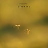Mosquito