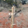Magpies
